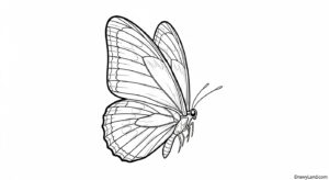 butterfly for coloring 7