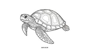 Free Printable Coloring Pages of Turtles coloring pages of turtles 6